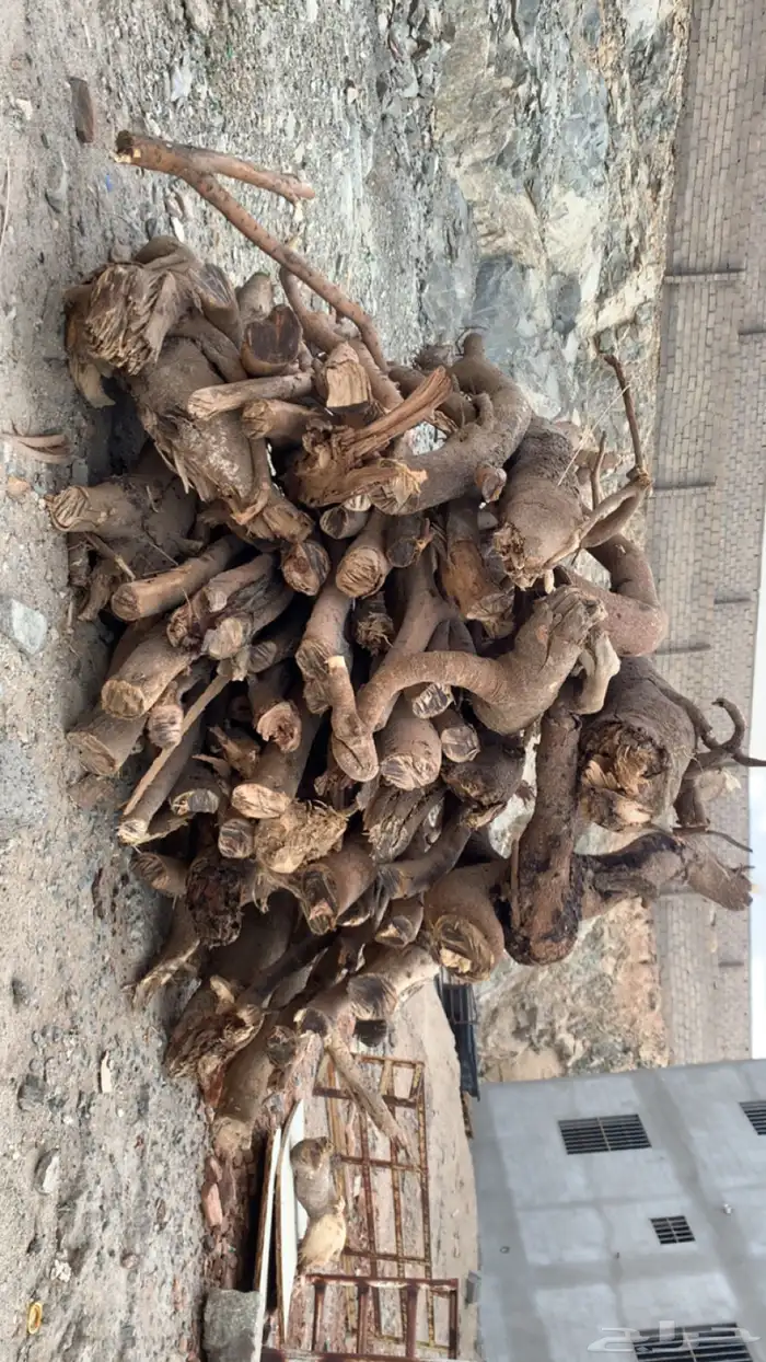 سمر حمله شاص 1