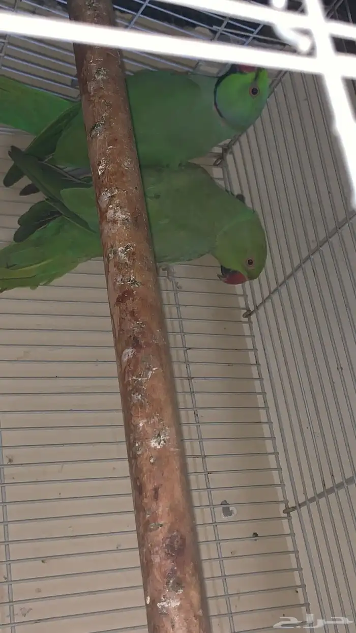 عندي جوزين دره واحد كنيور 10