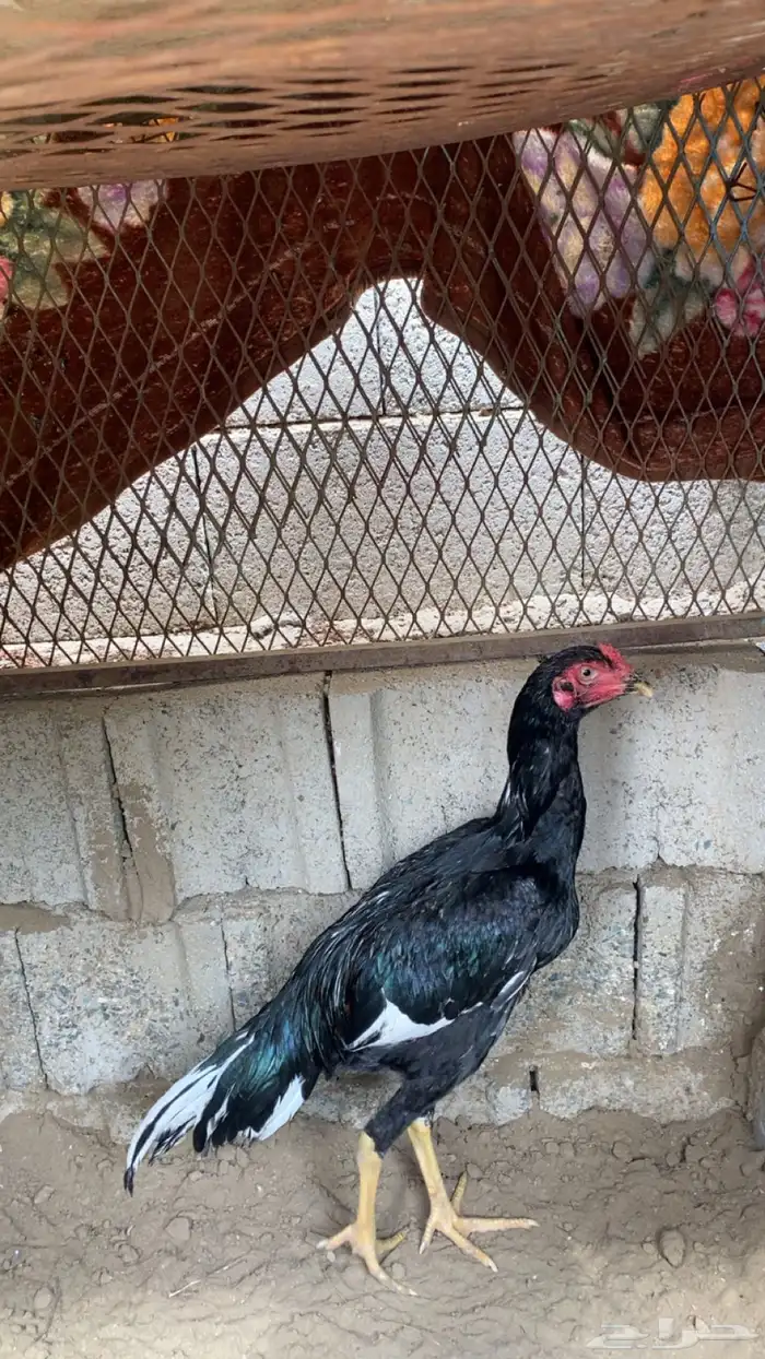 الديك للبيع 2