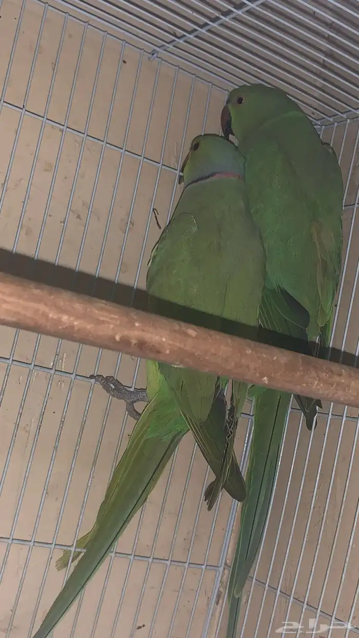 عندي جوزين دره واحد كنيور 6