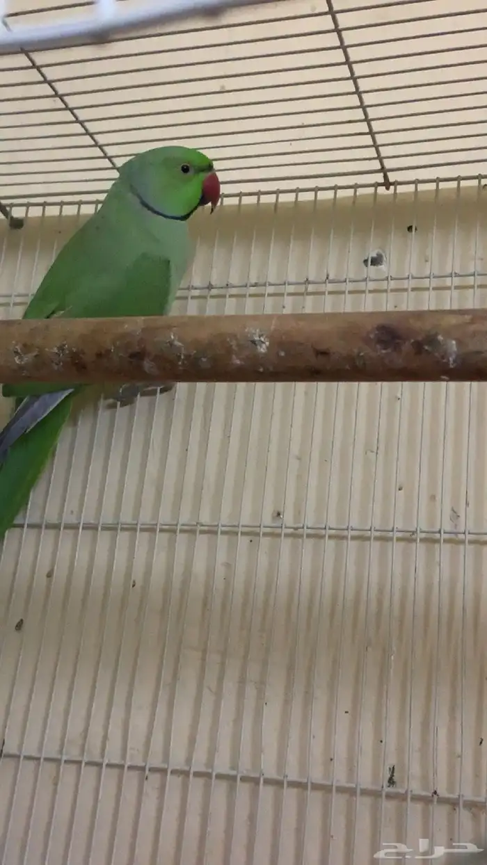 عندي جوزين دره واحد كنيور 12