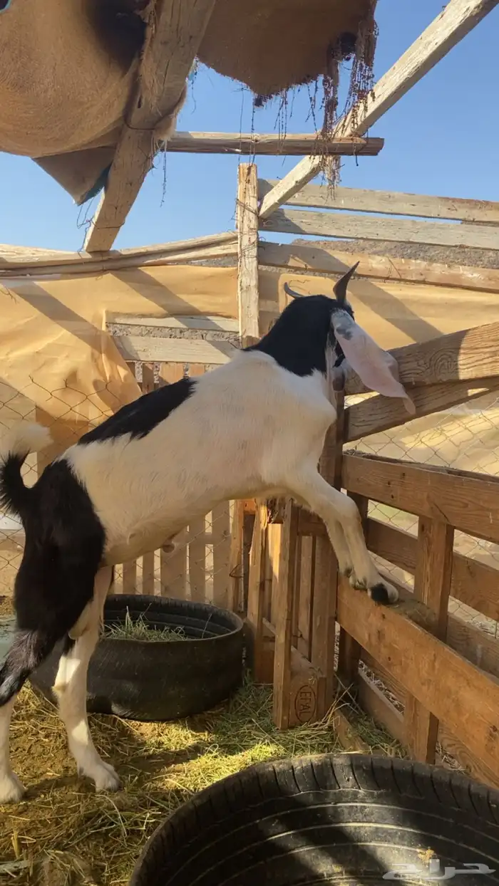 تيس حجازي للبيع 2