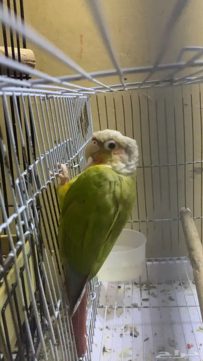 عندي جوزين دره واحد كنيور 1