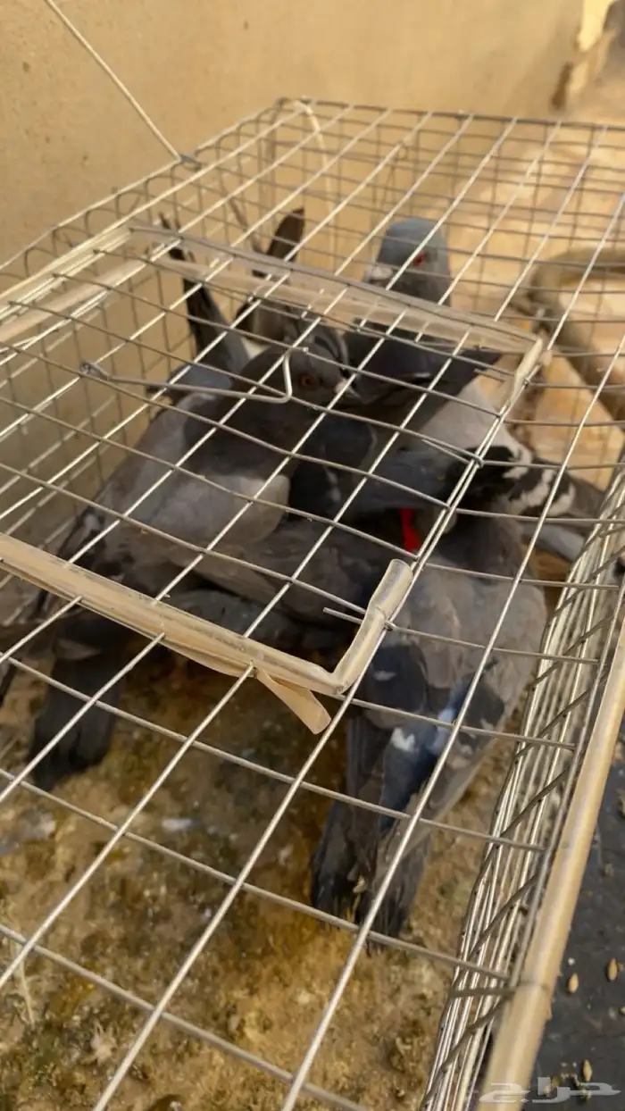 سلام عليكم ورحمة الله وبركاته حمام بري العدد 6 0