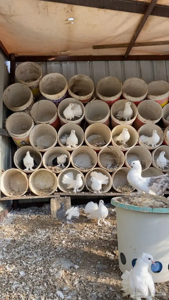 حمام رقاص فاخر 0