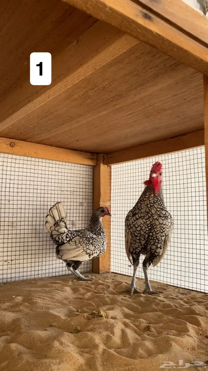 ديك ودجاجه سبرايت شبابي 2