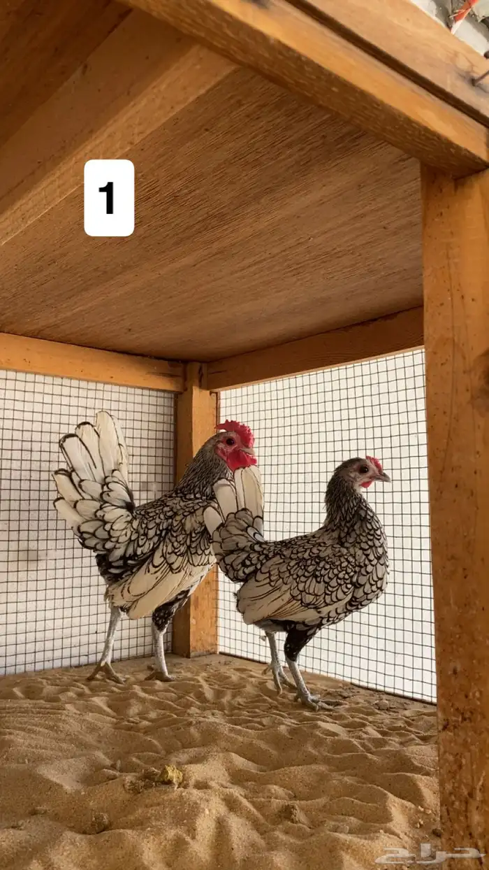 ديك ودجاجه سبرايت شبابي 0