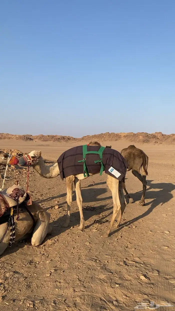 قعود للبيع 2