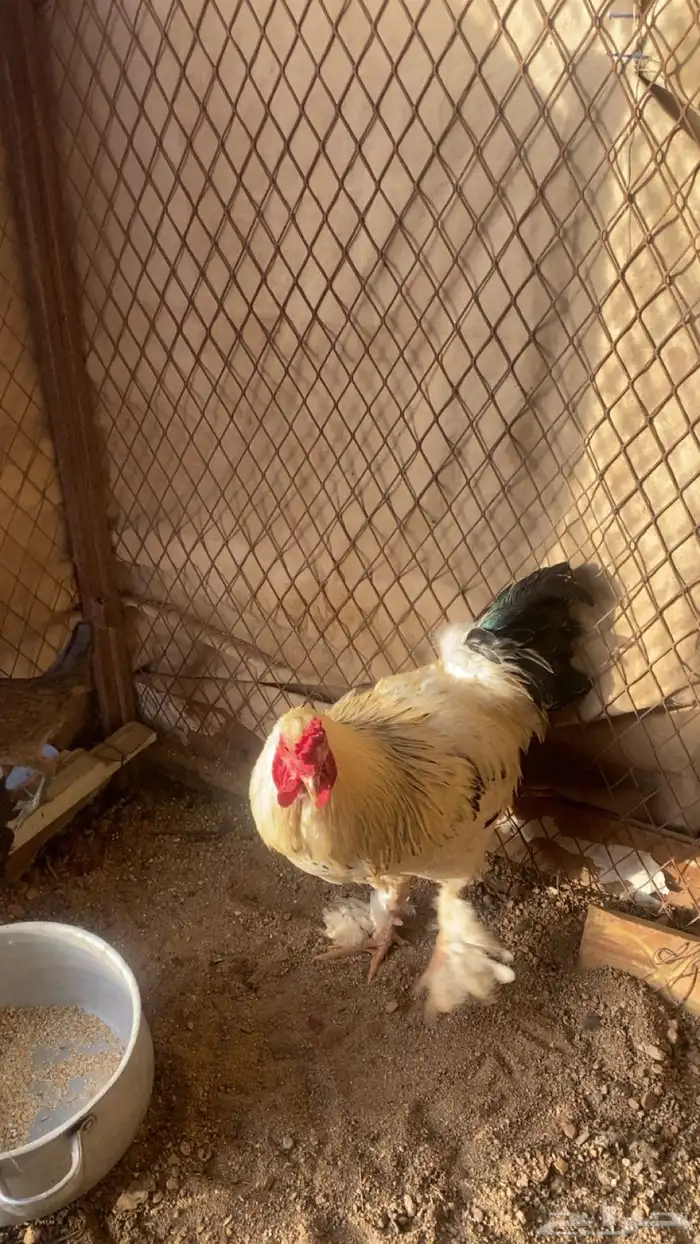 ديك براهما 1