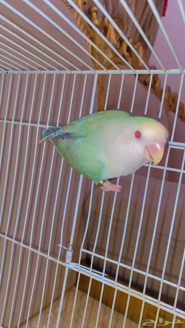 أنثى روز برونز فالو 1