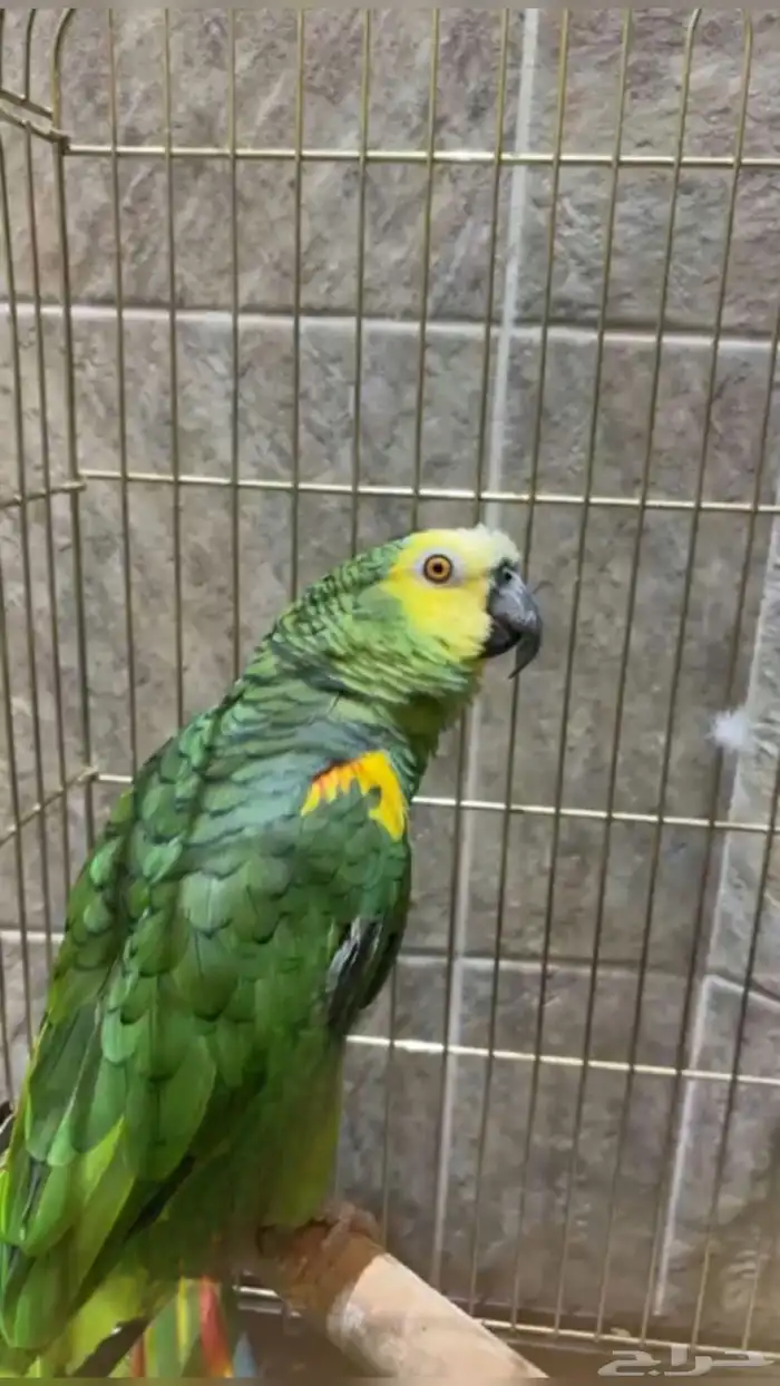 امزوني بلوفرنتد جاكو اليف جدآ ومتكلم 1