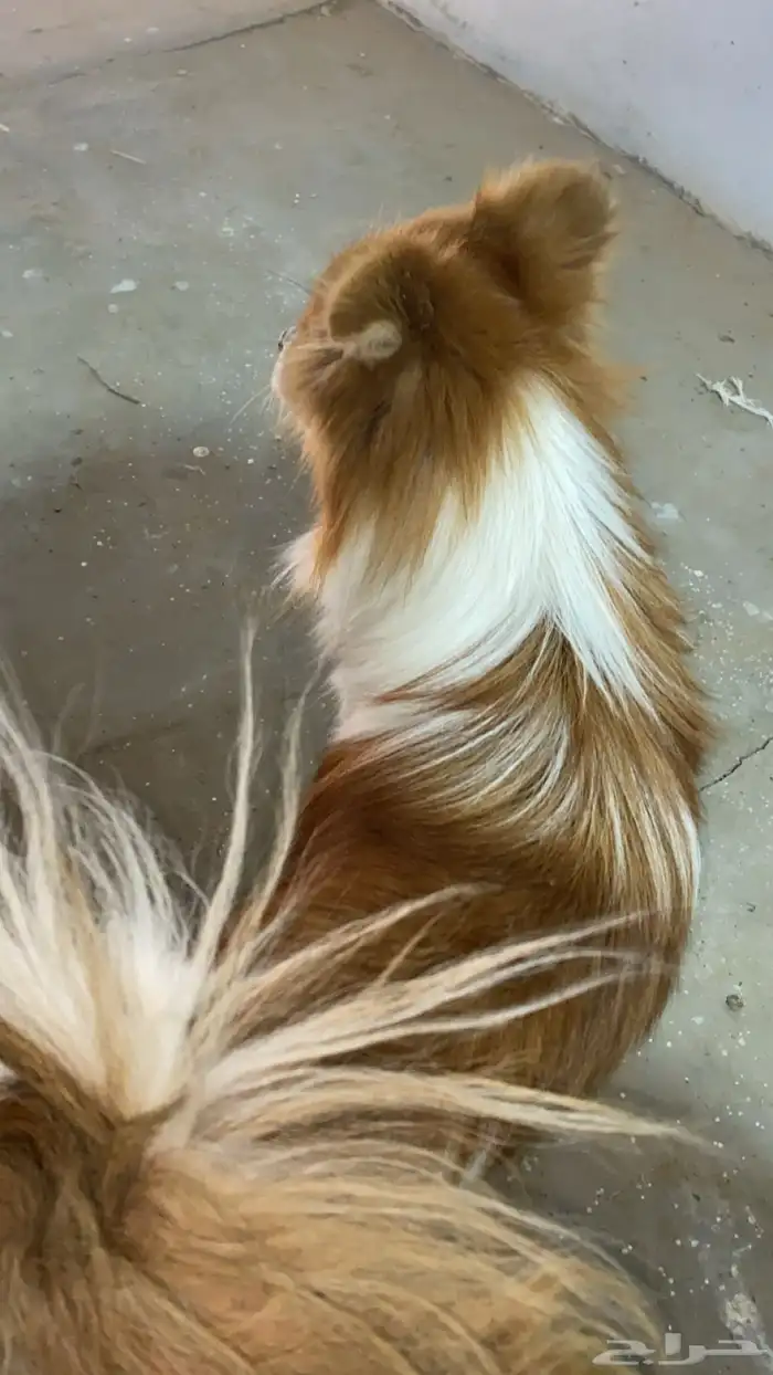 للبيع كلب أكرمكم الله 0