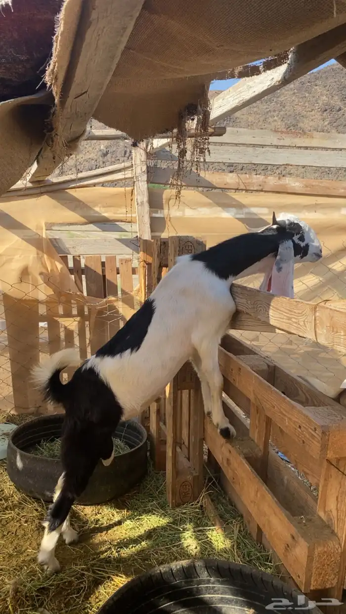 تيس حجازي للبيع 0