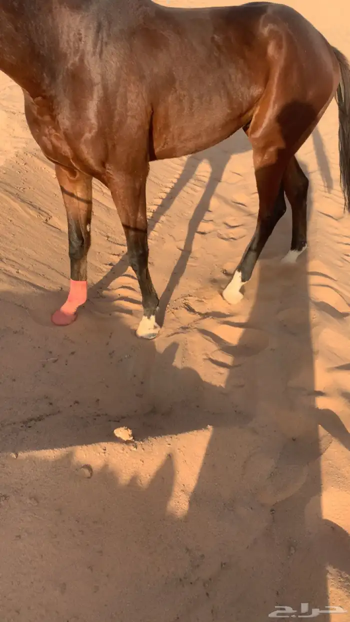 حصان انجليزي بطل على جميع الشروط عمره 4 سنوات 0