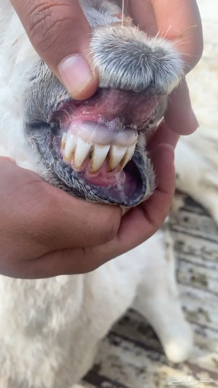 للبيع حريات حرش 1