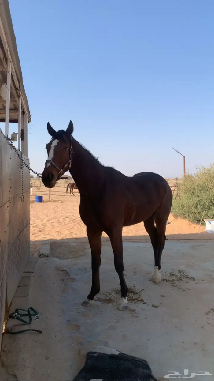 حصان انجليزي بطل على جميع الشروط عمره 4 سنوات 2