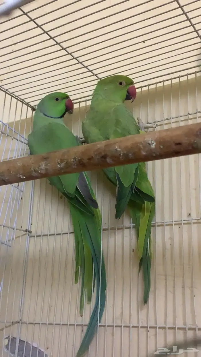 عندي جوزين دره واحد كنيور 9