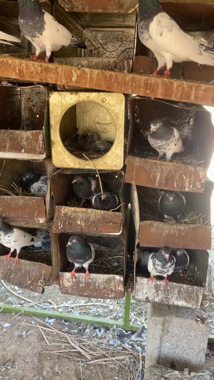 حمام بكستاني تيدي 4