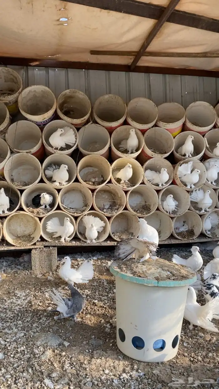 حمام رقاص فاخر 1