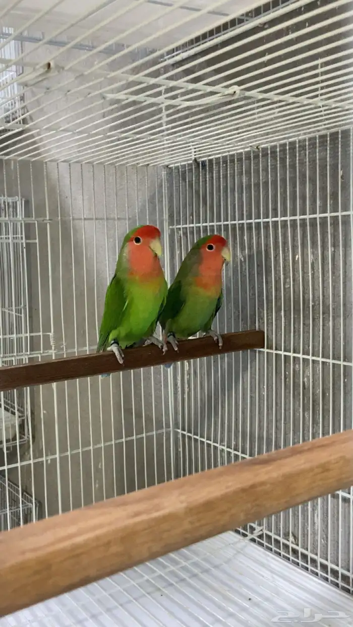 للبيع روز جاهزين للانتاج 1