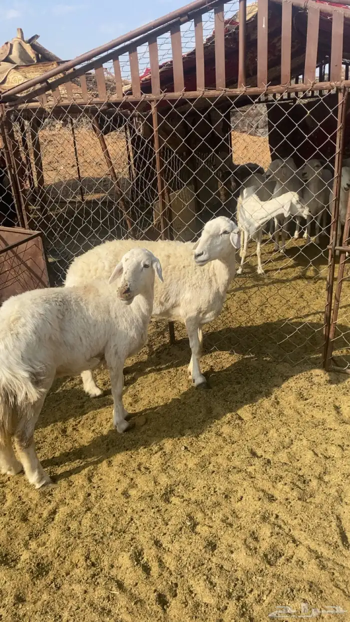 للبيع حريات حرش 3