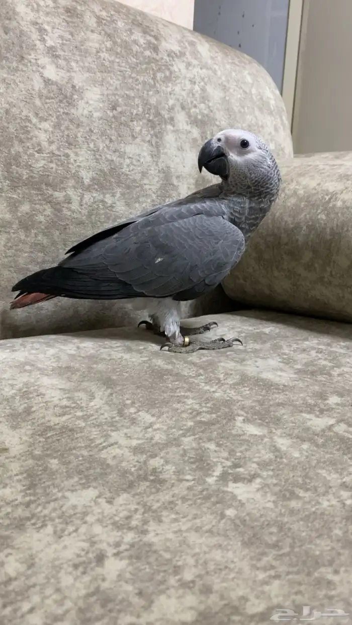 فرخ كاسكو سوبر سوبر جامبو 6