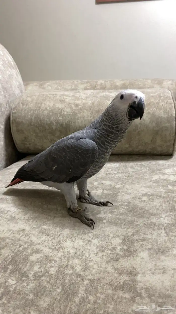 فرخ كاسكو سوبر سوبر جامبو 5