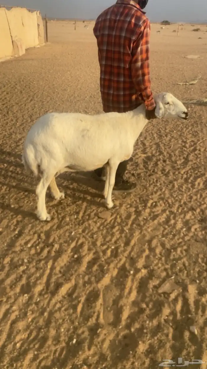 شاه. حريه حايل 0