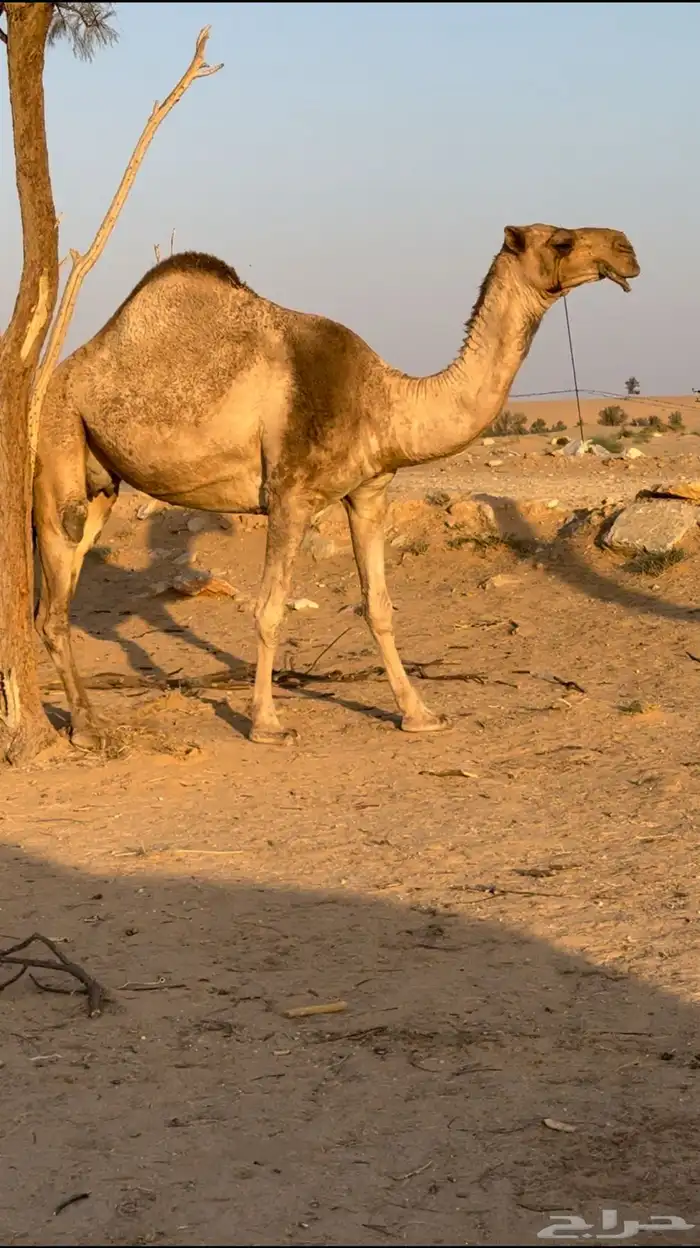 ياشاري الحمرا الكفو اللقحه باقي لها شهرين 1