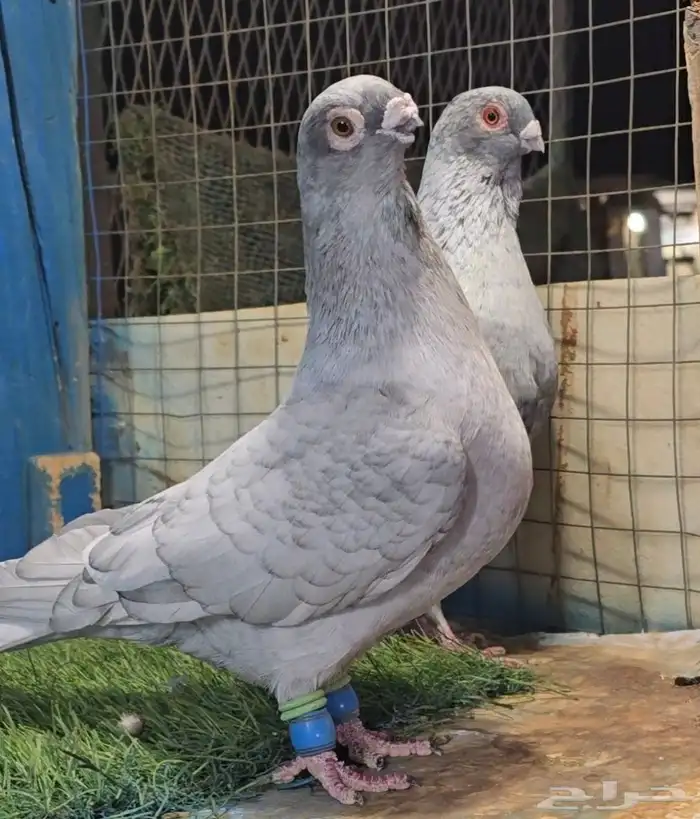 جوز قرقاطي ناعم مدلل 2