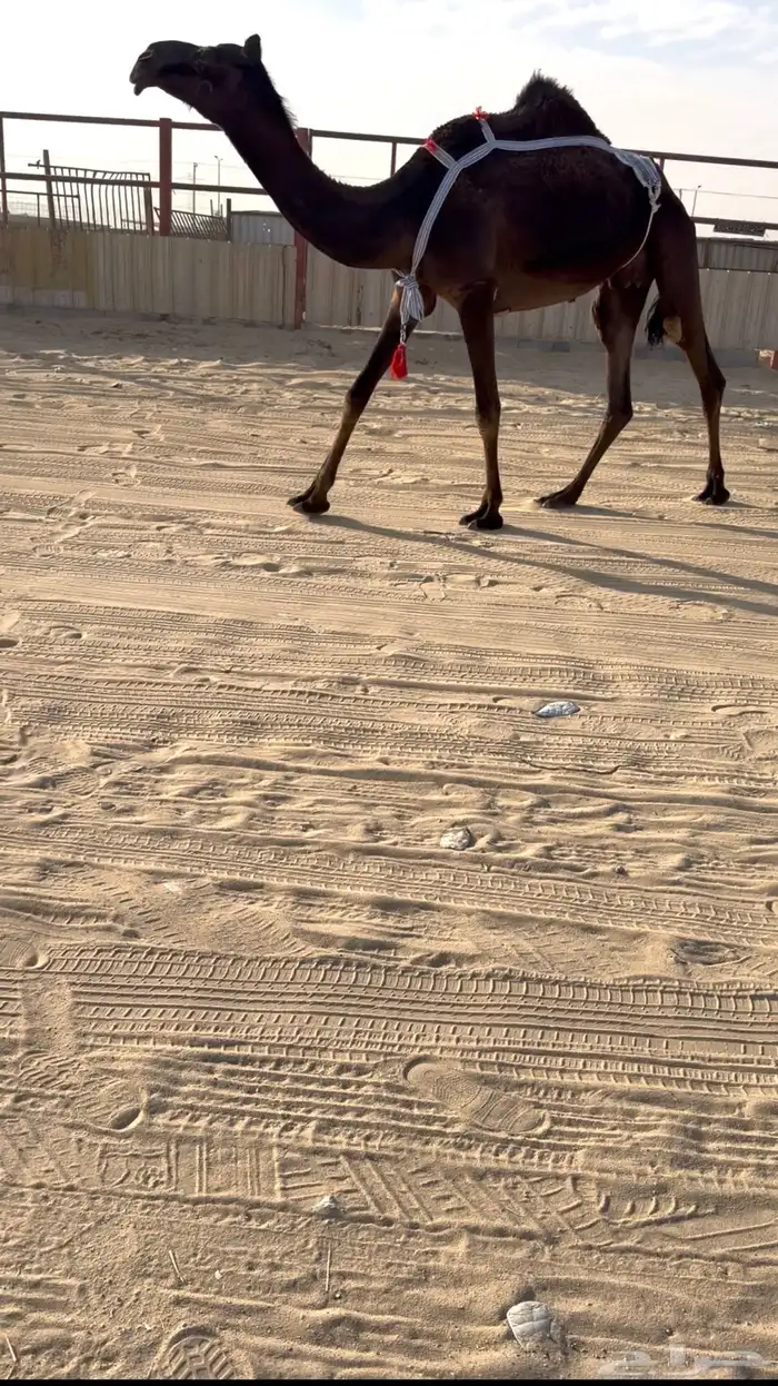 عشاير طيبات وسليمه من العذاريب 0