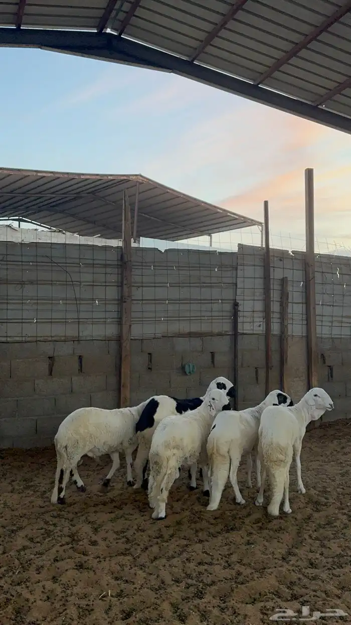 خرفان سواكن 5