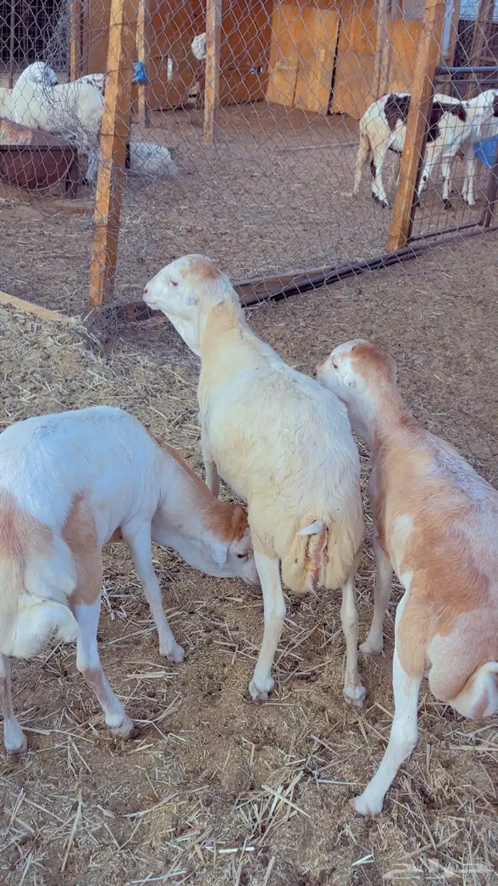 طليان سواكن - نعيم - رفيد - برابر 6