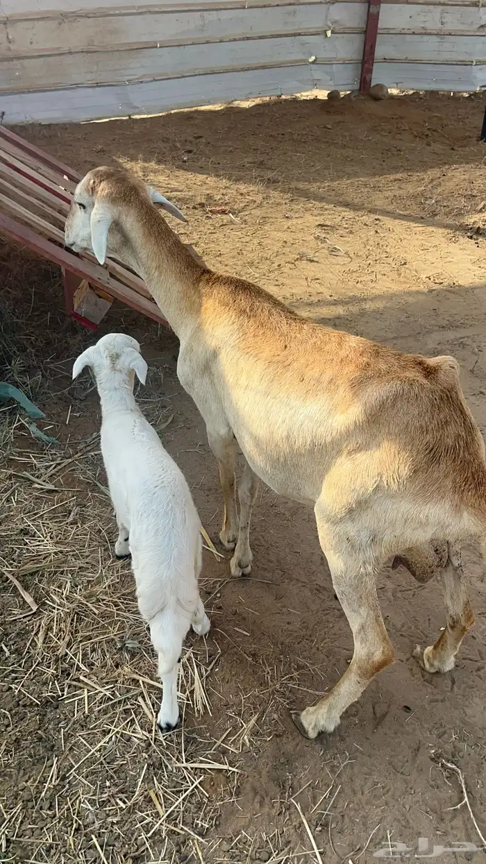 نعجه سواكنيه منتوج فاخره 1