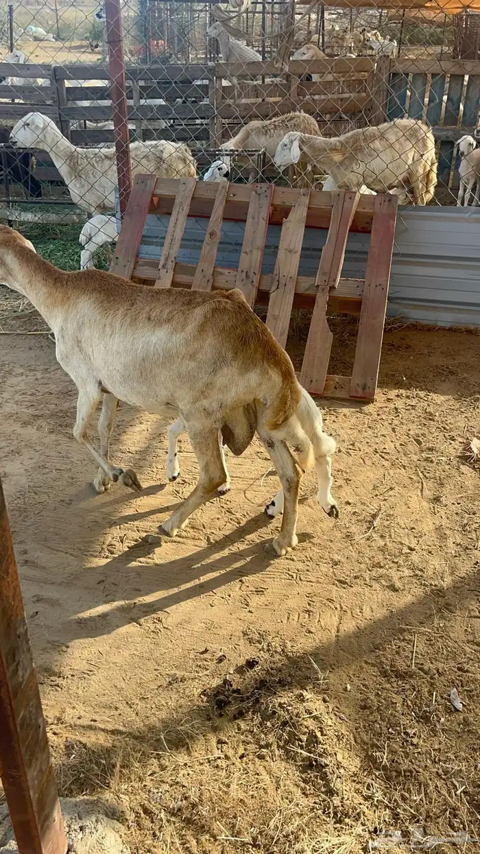 نعجه سواكنيه منتوج فاخره 11