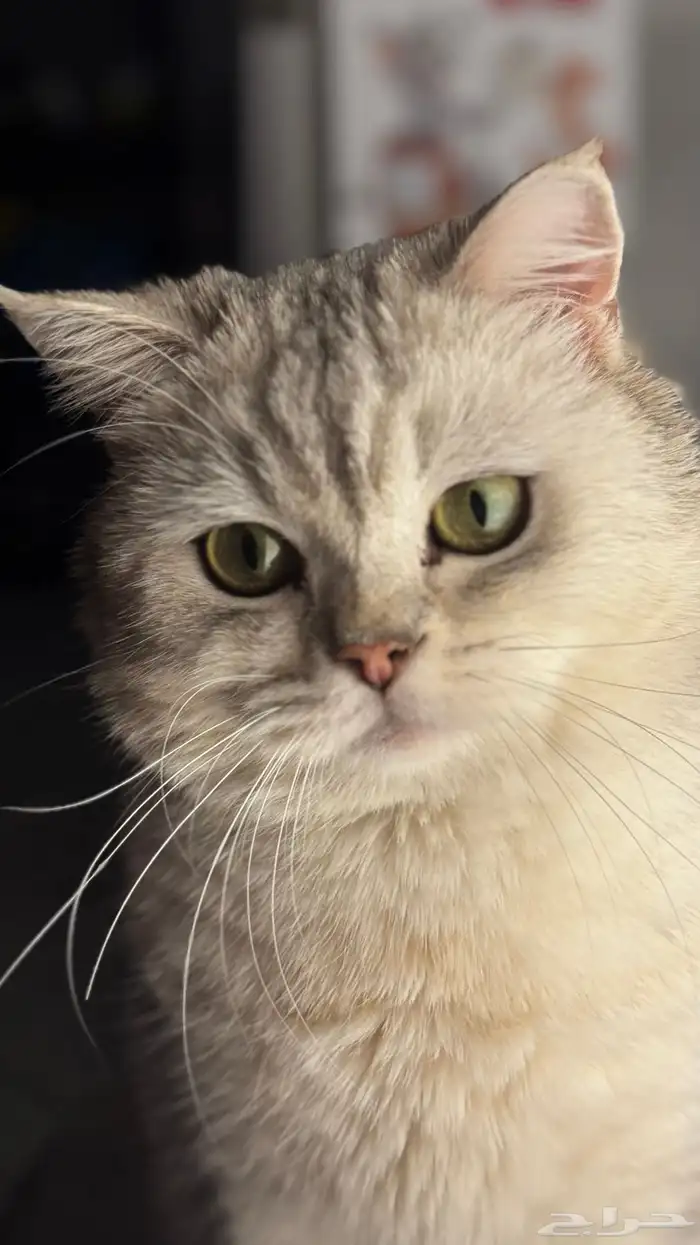 تزاوج سكوتش 0