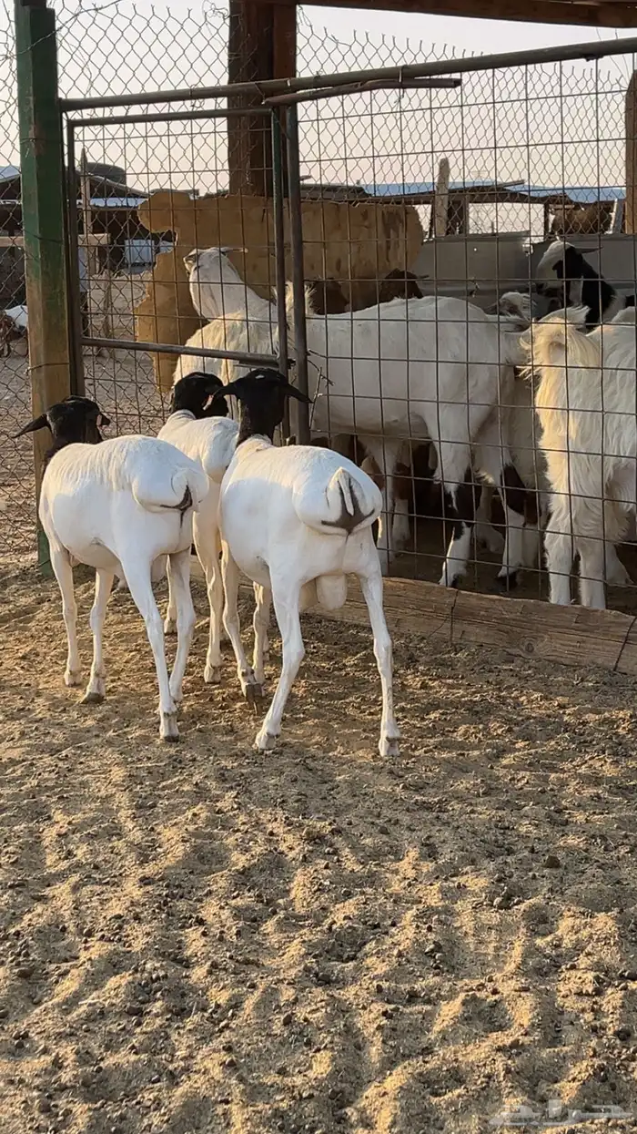 طليان سواكن - نعيم - رفيد - برابر 11