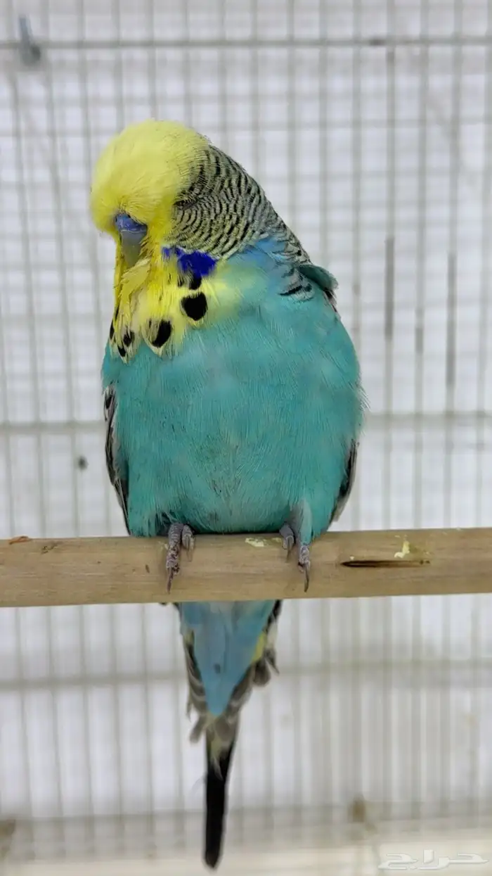 للبيع ذكر انجليزي 0