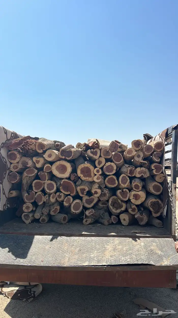 دينه شرط 2014 1