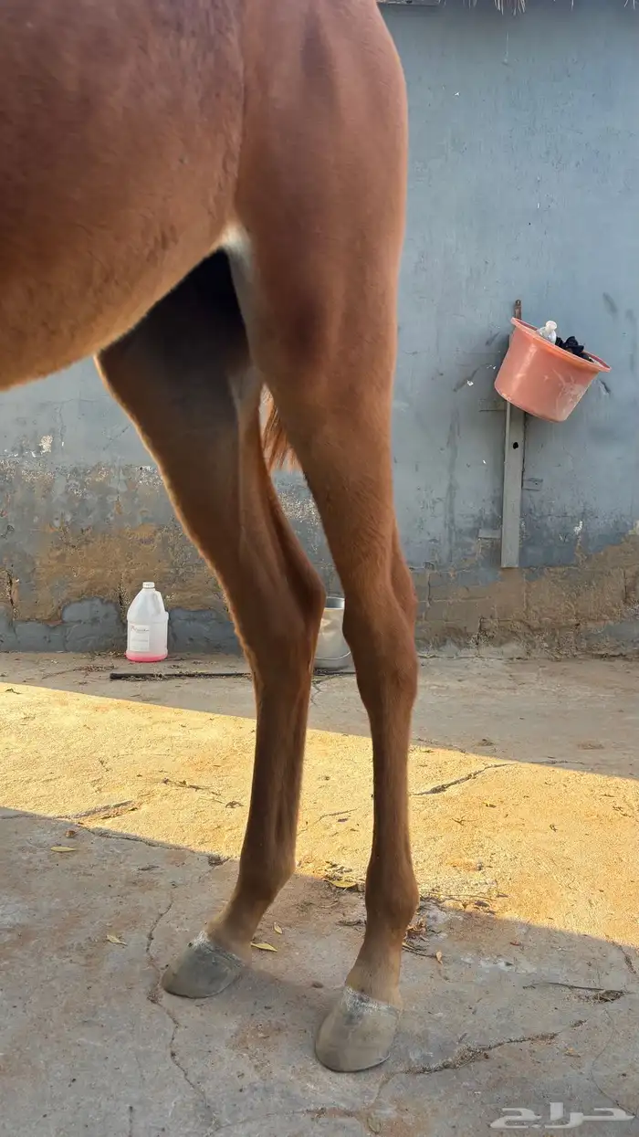 مهره شعبية 2