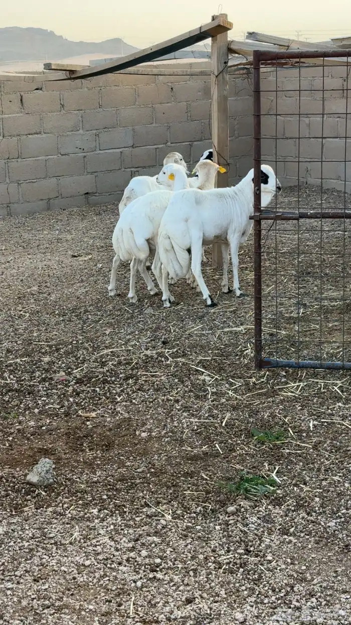 طليان رفيده 0