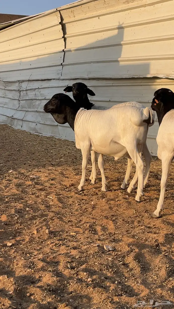 طليان سواكن - نعيم - رفيد - برابر 9