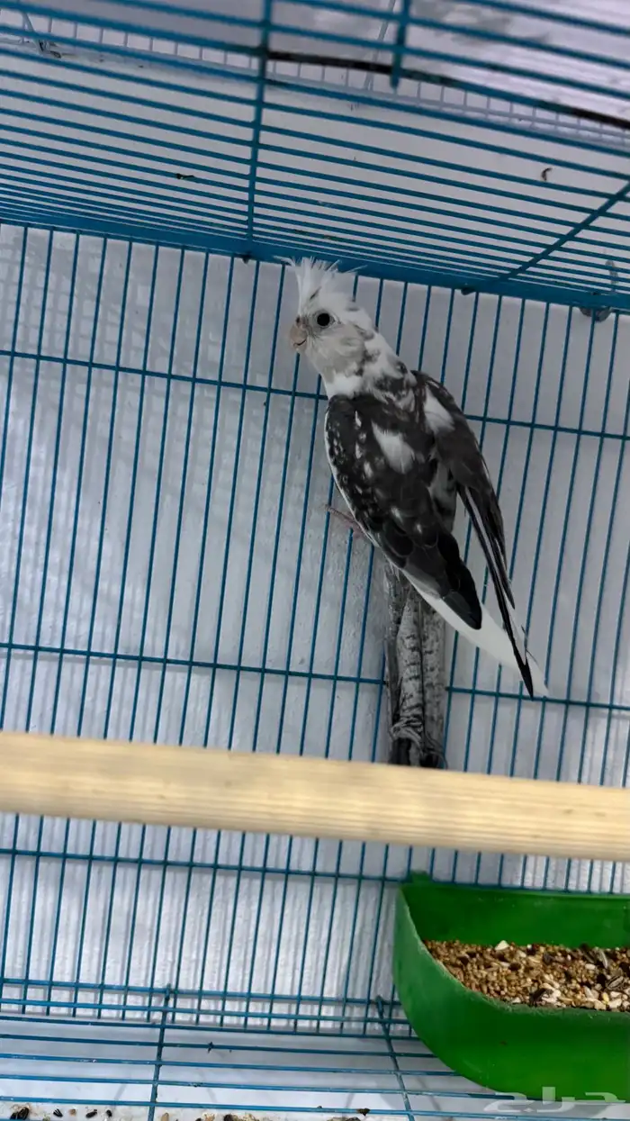 ذكر كروان هولندي جاهزز 5