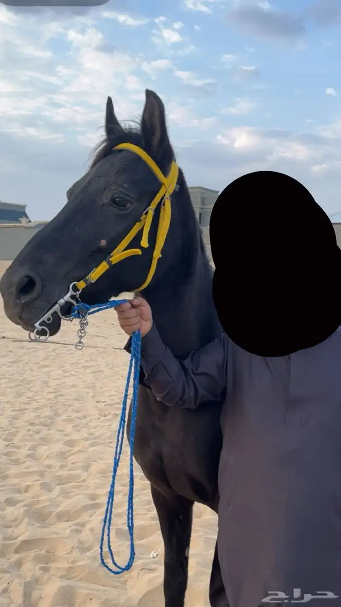 فرس  شعبية للبيع 0