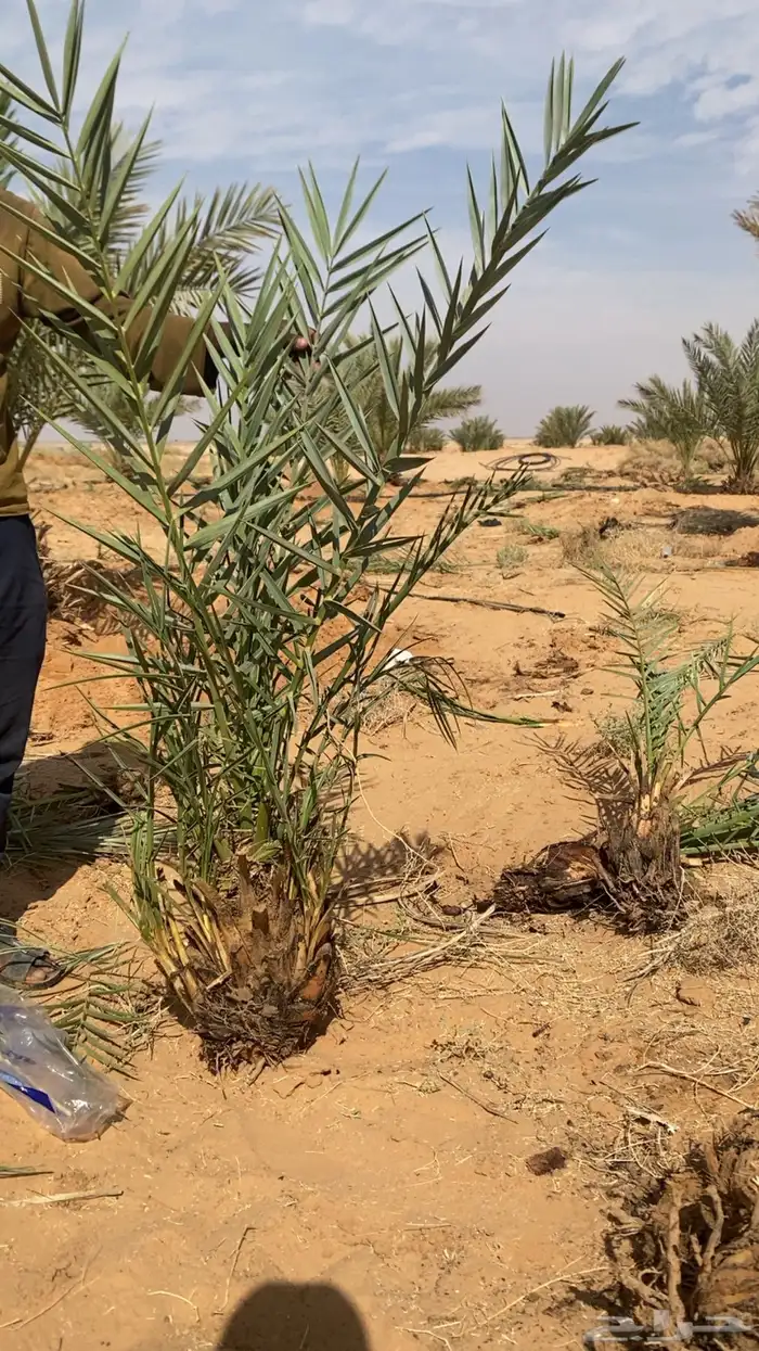 فروخ نخل صغير وكبير 3