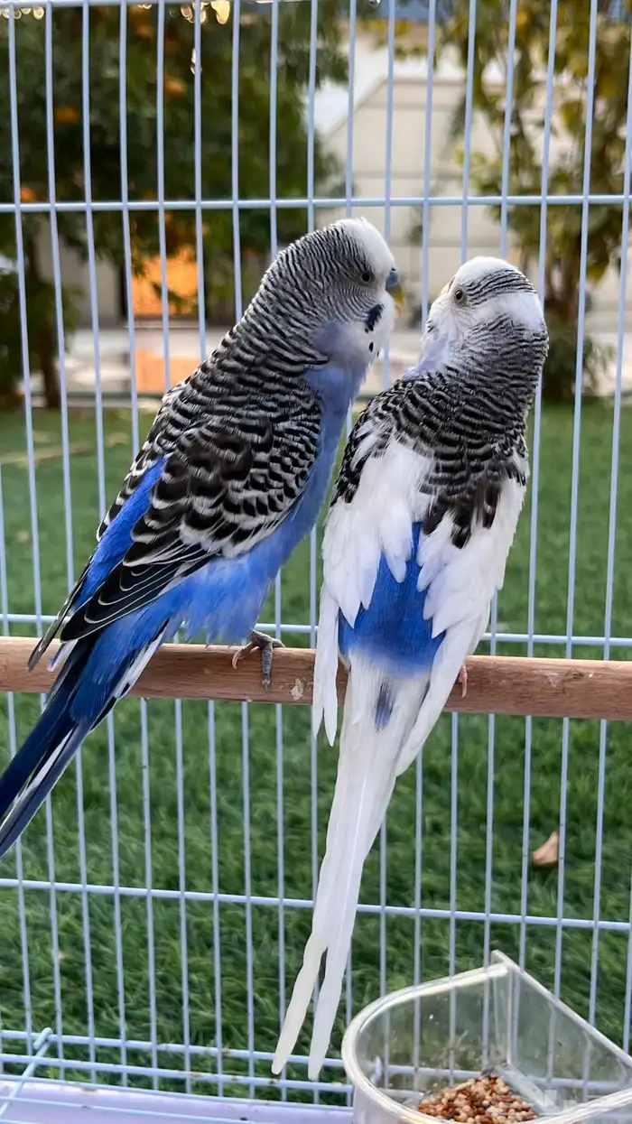 زوج بادجي منتج والان على وشك الانتاج 0