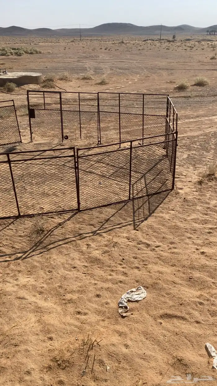 حشو غنم شبوك للبيع 0