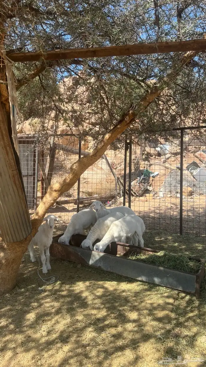 ضان خلفات متاومات كلها طيبه ب الحيل 1