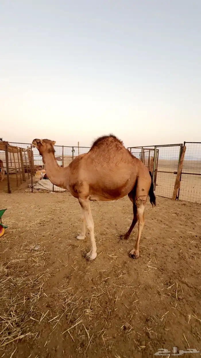 ناقه ساحليه حايل 2