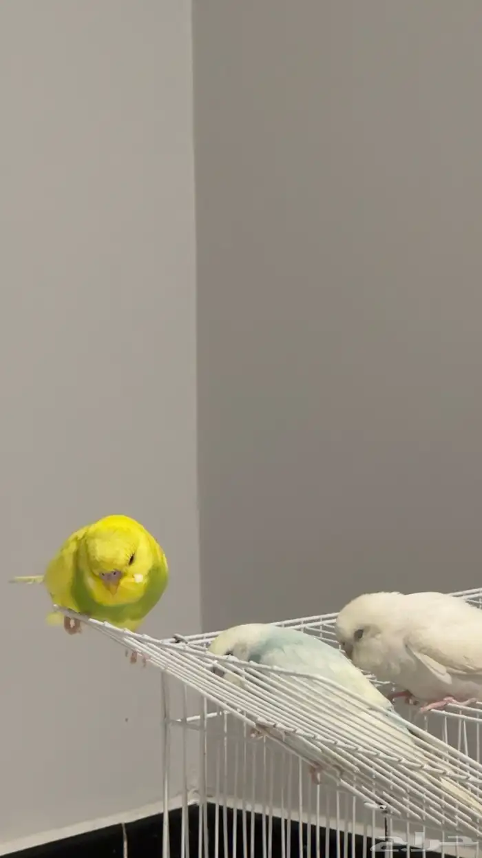 ثلاثه طيور بادجي 2